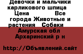 Девочки и мальчики карликового шпица  › Цена ­ 20 000 - Все города Животные и растения » Собаки   . Амурская обл.,Архаринский р-н